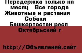 Передержка только на месяц - Все города Животные и растения » Собаки   . Башкортостан респ.,Октябрьский г.